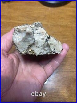 Dinosaur Jaw Bone With 14 Teeth Authentic