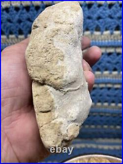 Dinosaur Jaw Bone With 14 Teeth Authentic