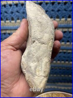 Dinosaur Jaw Bone With 14 Teeth Authentic