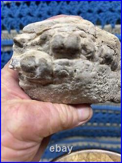 Dinosaur Jaw Bone With 14 Teeth Authentic