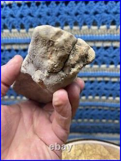 Dinosaur Jaw Bone With 14 Teeth Authentic