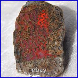 Dinosaur Rainbow Ruby Dragon Bone Fossil Healing Lucky Meditation Stone 23gr