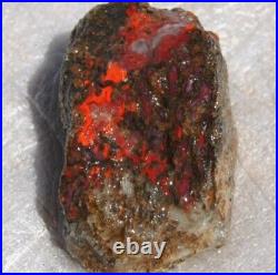 Dinosaur Rainbow Ruby Dragon Bone Fossil Healing Lucky Meditation Stone 23gr