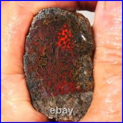 Dinosaur Rainbow Ruby Dragon Bone Fossil Healing Lucky Meditation Stone 23gr