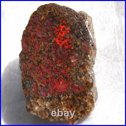 Dinosaur Rainbow Ruby Dragon Bone Fossil Healing Lucky Meditation Stone 23gr