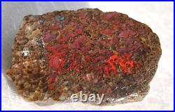 Dinosaur Rainbow Ruby Dragon Bone Fossil Healing Lucky Meditation Stone 23gr