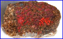 Dinosaur Rainbow Ruby Dragon Bone Fossil Healing Lucky Meditation Stone 23gr