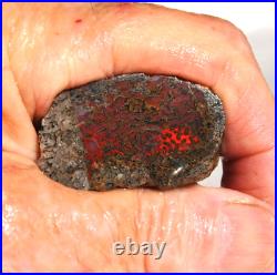 Dinosaur Rainbow Ruby Dragon Bone Fossil Healing Lucky Meditation Stone 23gr