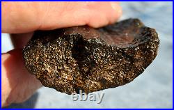 Dinosaur Rib Bone Fossil Black Bat Wing Jurassic Petrified Stone 64gr-2.26oz