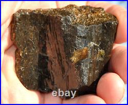 Dinosaur Rib Bone Fossil Black Bat Wing Jurassic Petrified Stone 64gr-2.26oz