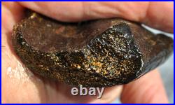 Dinosaur Rib Bone Fossil Black Bat Wing Jurassic Petrified Stone 64gr-2.26oz