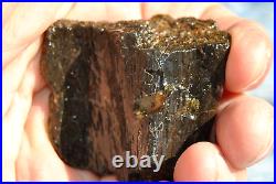 Dinosaur Rib Bone Fossil Black Bat Wing Jurassic Petrified Stone 64gr-2.26oz