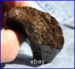 Dinosaur Rib Bone Fossil Black Bat Wing Jurassic Petrified Stone 64gr-2.26oz