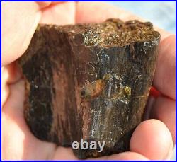 Dinosaur Rib Bone Fossil Black Bat Wing Jurassic Petrified Stone 64gr-2.26oz