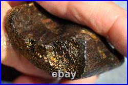 Dinosaur Rib Bone Fossil Black Bat Wing Jurassic Petrified Stone 64gr-2.26oz