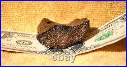 Dinosaur Rib Bone Fossil Black Bat Wing Jurassic Petrified Stone 64gr-2.26oz