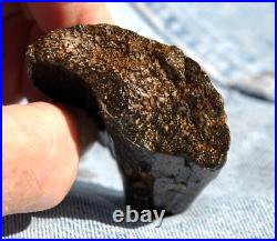 Dinosaur Rib Bone Fossil Black Bat Wing Jurassic Petrified Stone 64gr-2.26oz