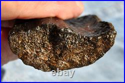 Dinosaur Rib Bone Fossil Black Bat Wing Jurassic Petrified Stone 64gr-2.26oz