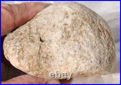 Dinosaur Skull & Bones Ball Joint Fossil Gembone Petrified Jewlry 336g-11.9oz
