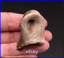 Dinosaur Toe Bone Ornithomimid 1582