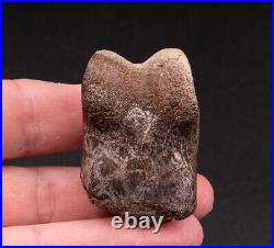 Dinosaur Toe Bone Ornithomimid 1582