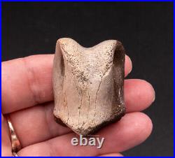 Dinosaur Toe Bone Ornithomimid 1582