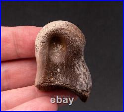 Dinosaur Toe Bone Ornithomimid 1582