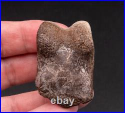 Dinosaur Toe Bone Ornithomimid 1582