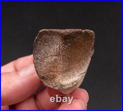 Dinosaur Toe Bone Ornithomimid 1582