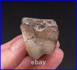 Dinosaur Toe Bone Ornithomimid 1582