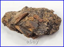 Dinosaur and Turtle Bone, Hadrosaur Tendon Fossils Aguja Fm Brewster Co, TX