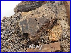 Dinosaur and Turtle Bone, Hadrosaur Tendon Fossils Aguja Fm Brewster Co, TX