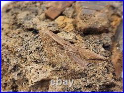 Dinosaur and Turtle Bone, Hadrosaur Tendon Fossils Aguja Fm Brewster Co, TX