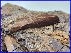 Dinosaur and Turtle Bone, Hadrosaur Tendon Fossils Aguja Fm Brewster Co, TX