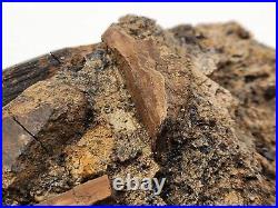 Dinosaur and Turtle Bone, Hadrosaur Tendon Fossils Aguja Fm Brewster Co, TX