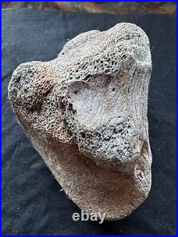 Dinosaur bone fossil