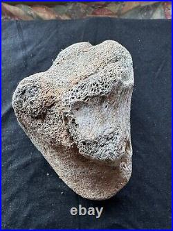 Dinosaur bone fossil