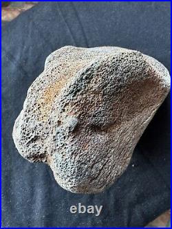 Dinosaur bone fossil