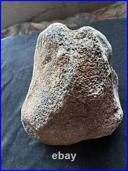 Dinosaur bone fossil