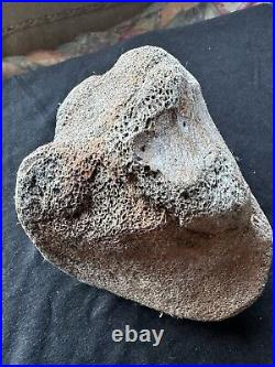 Dinosaur bone fossil