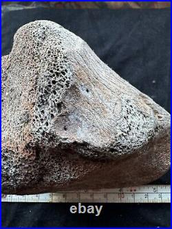 Dinosaur bone fossil