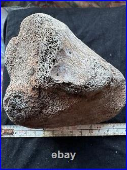 Dinosaur bone fossil