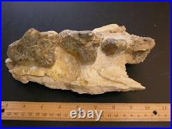 Dinosaur jaw bone with teeth Basilosaurus fossil Eocene 8.5x4x3.5 ba5