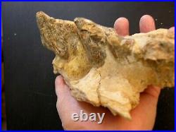 Dinosaur jaw bone with teeth Basilosaurus fossil Eocene 8.5x4x3.5 ba5