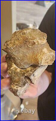 Dinosour Joint Bone