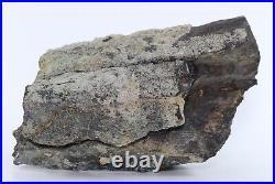Diplodocus Sauropod Dinosaur Leg piece Bone Cabin Quarry Wyoming WY COA 6137