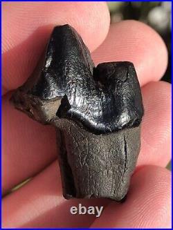 Dire Wolf Carnassial Tooth Fossil 1 1/4 Smilodon Bone Florida RARE Make Offer