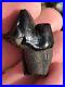 Dire Wolf Carnassial Tooth Fossil 1 1/4 Smilodon Bone Florida RARE Make Offer