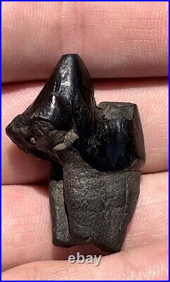 Dire Wolf Carnassial Tooth Fossil 1 1/4 Smilodon Bone Florida RARE Make Offer