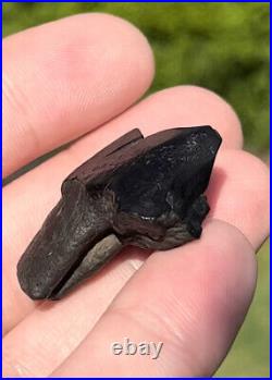 Dire Wolf Carnassial Tooth Fossil 1 1/4 Smilodon Bone Florida RARE Make Offer